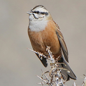 Rock Bunting